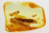 Large Fossil Bristletail (Machilidae) In Baltic Amber #357868-1